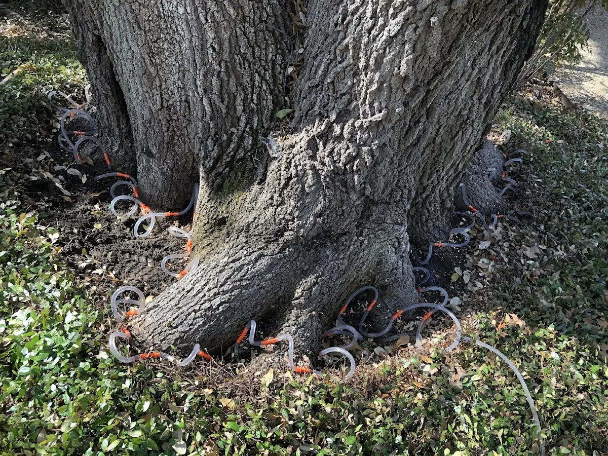 Detailed Tree Cabling and Bracing job site in Savoy