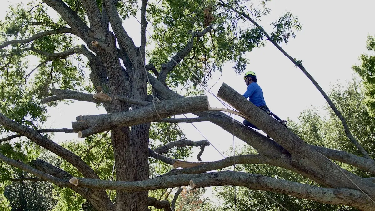 Professional Hazardous Tree Removal performed by certified arborists in Savoy